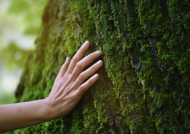 Hand auf Baumstamm mit Moos